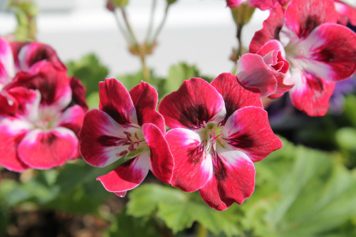 duftgeranie pelargonie